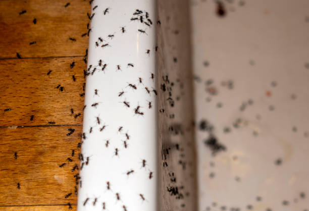 Best Ant Control Services  in Benton Park, CA