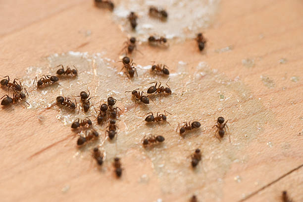  Benton Park, CA Pest Control Pros