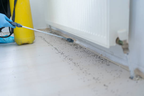 Professional Pest Control in Benton Park, CA